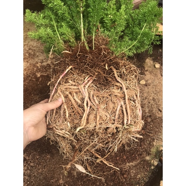 Chậu cứng Asparagus densiflorus