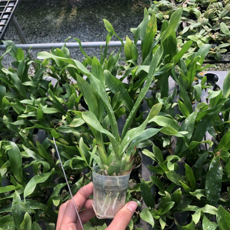 Lan vũ nữ hoàng hậu xanh cây giống