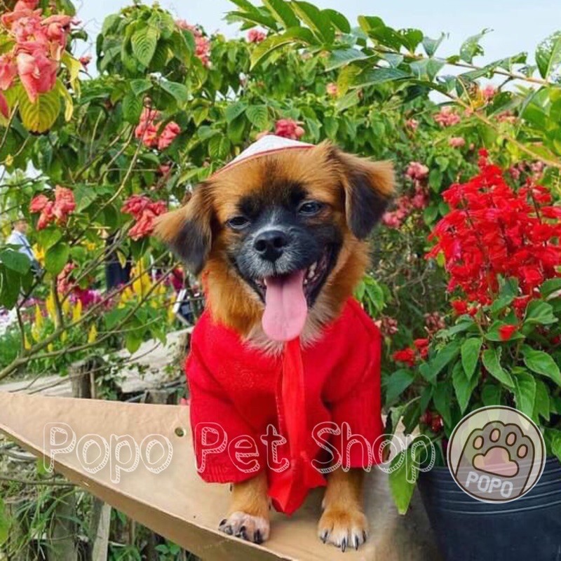 🌱 Nón Lá Việt Nam cho thú cưng chó mèo