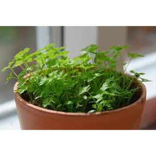 Hạt giống rau mùi tía (20G)