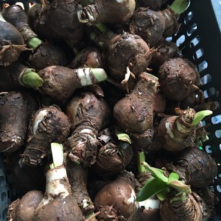 Củ lan huệ cho hoa màu đỏ nhung
