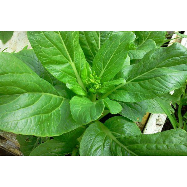 15 Gram Hạt Giống Cải Ngồng Thân Non Mập Chịu Nhiệt Tốt