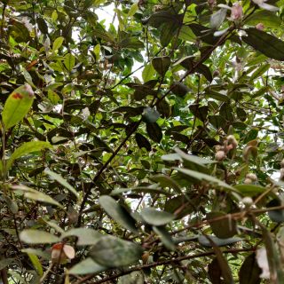 Cây sim rừng
