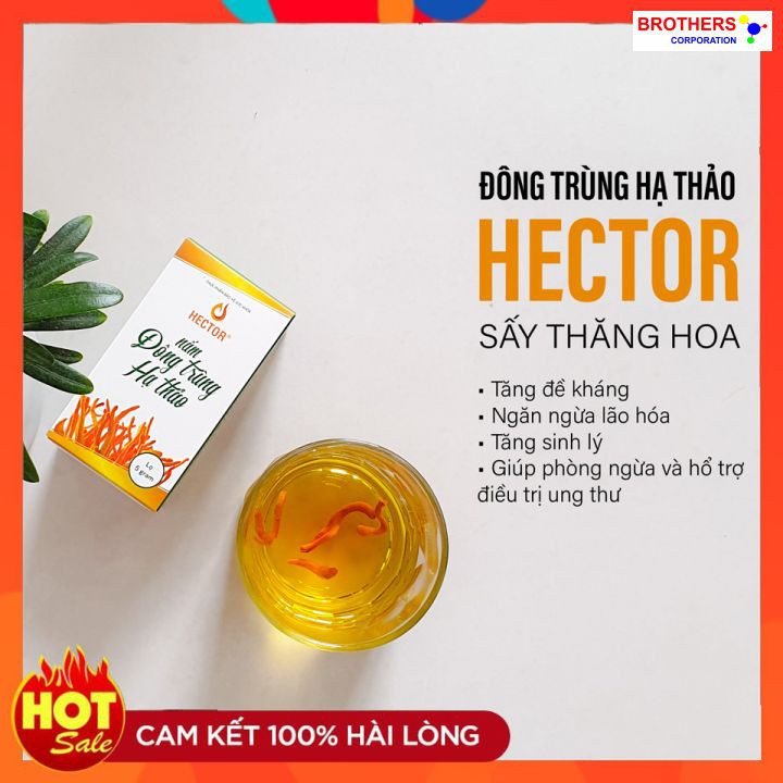 [Chính hãng] Đông trùng hạ thảo Hector sấy thăng hoa (Lọ 5 gram)