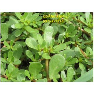 Hạt Giống Rau Sam - Sâm Đất 4 Mùa 0.5Gr