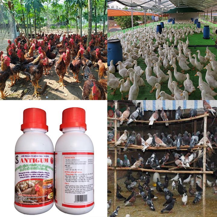 ANTIGUM 100ML: Hợp Chất Kháng Sinh Tiêu Diệt Vi Sinh Vật Gây Bệnh, Tăng Sức Đề Kháng Cho Vật Nuôi