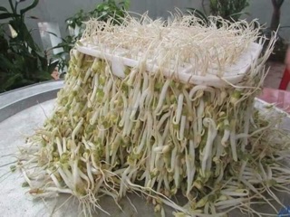 Máy làm giá đỗ sạch an toàn