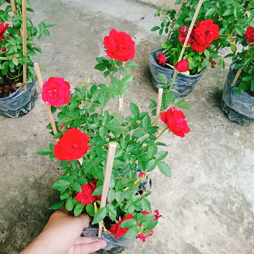Hoa Hồng Tỉ Muội  - cây cảnh để bàn - caykiengsadec