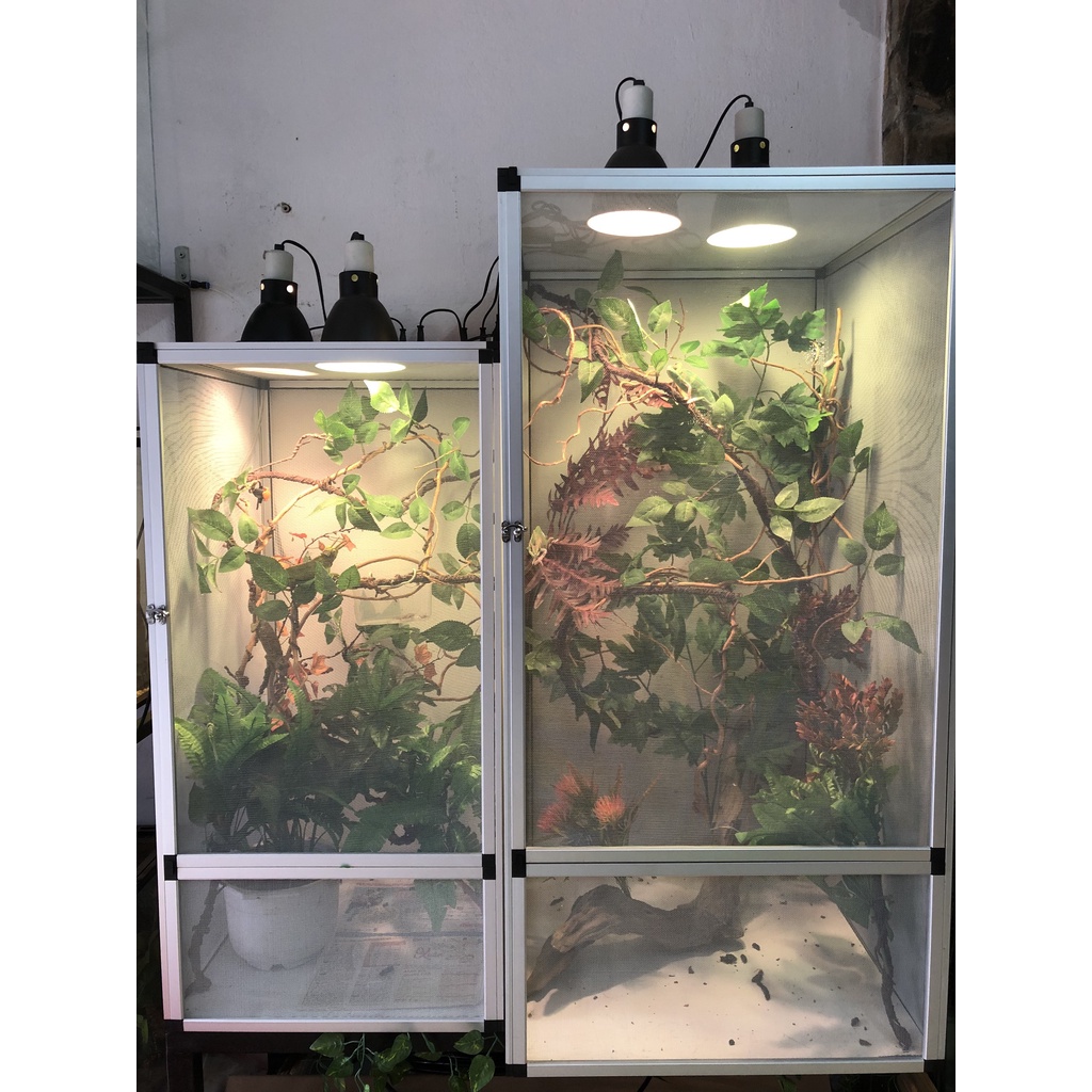 Chuồng tắc kè hoa chameleon