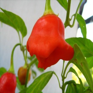 Hạt giống ớt hoa hồng gói 30 hạt