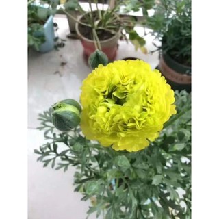 Củ Giống Hoa Mao Lương (Hoa Tết)