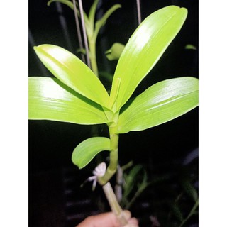 ki phi điệp mắt đỏ