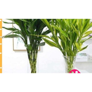 3 cây giống phát lộc trồng cạn hoặc thủy sinh