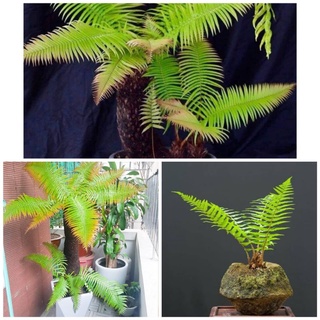Cây dương xỉ cổ đại dương xỉ thân gỗ