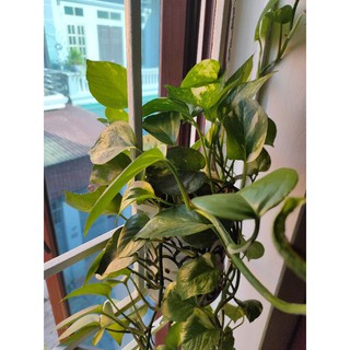 Cây trầu bà sữa và cây trầu bà leo cột