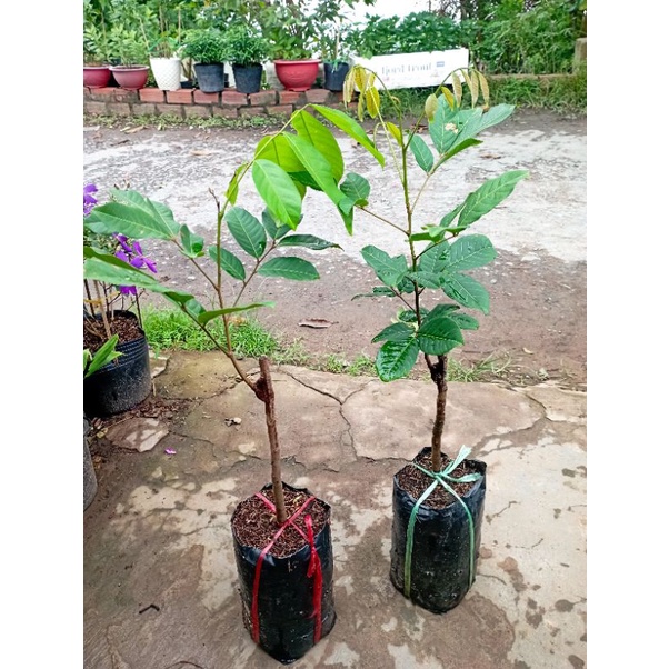 Cây Chôm Chôm Thái, chôm tiến cường chuẩn giống