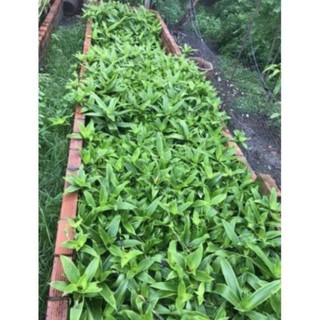 Cây lược vàng lá 1kg