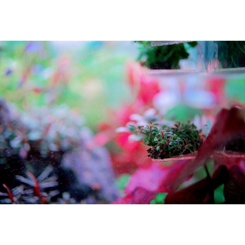 Cây thủy sinh Bucep MIX