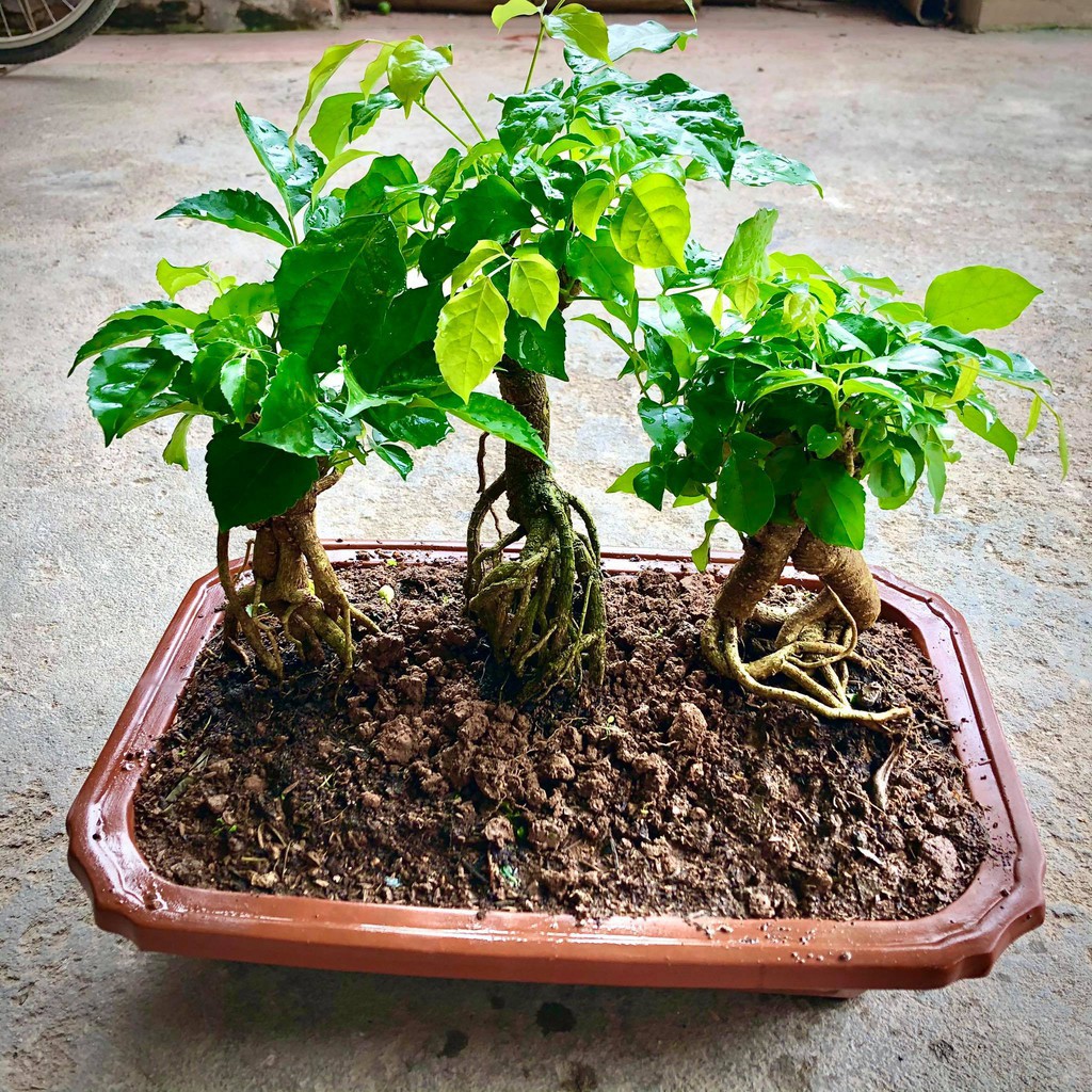 Cây hạnh phúc bonsai cao 25-30cm - Cây cảnh để bàn