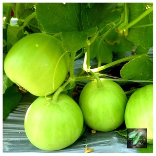 [Seeds] Hạt giống dưa lê siêu ngọt Popoca, đóng gói 0,5gr (khoảng 30 hạt)