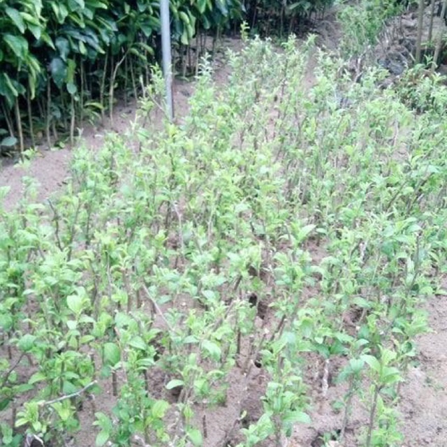 Cây táo đài loan, táo đào vàng