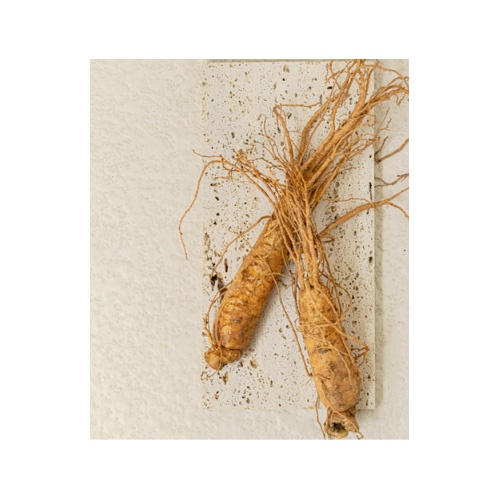 Serum nhân sâm dưỡng da mắt làm đẹp Joseon 30ml