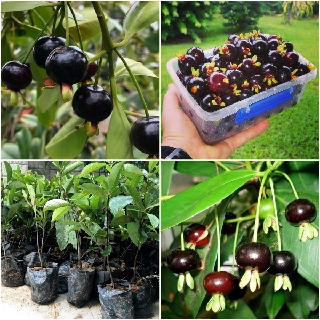 Hạt giống cây ăn trái cherry nhiệt đới 10 hạt (TẶNG gói kích thích hỗ trợ hạt nảy mầm)
