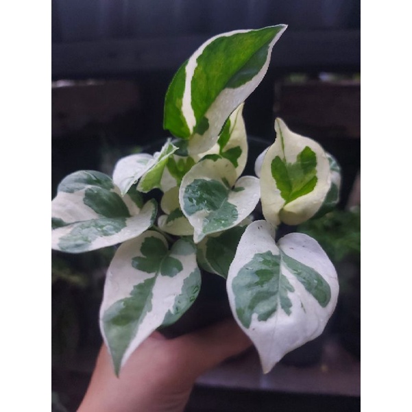 Trầu bà cẩm thạch