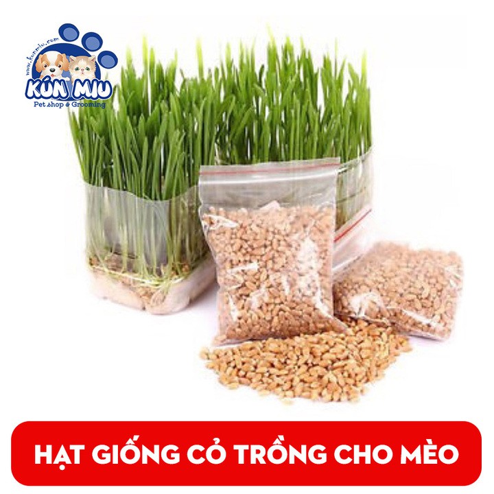 Hạt giống cỏ mèo Kún Miu bổ xung chất xơ giúp tiêu búi lông cho mèo