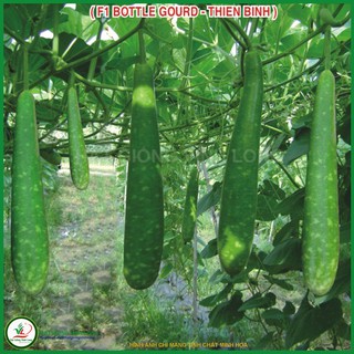 Hạt giống Bầu sao F1 _ Thiên Bình TN 497 - 10 hạt