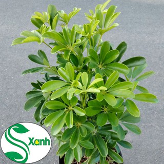 Cây Ngũ Gia Bì
