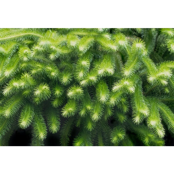 10 Nhánh Rong Đuôi Chồn - Đơn Giản, Dễ Trồng, Dễ Sống Cho Hồ Cá Cảnh