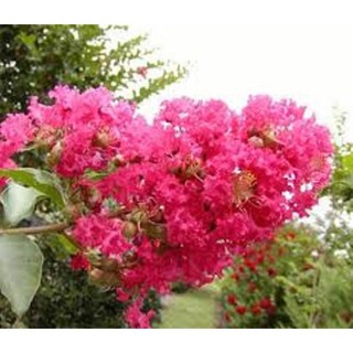 Sản phẩm COMBO 2 BẦU CÂY GIỐNG hoa tường vy + Tặng (0,3kg) phân hữu cơ cao cấp