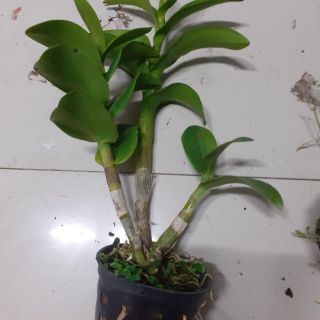 Hoa lan denro vàng lưỡi nâu