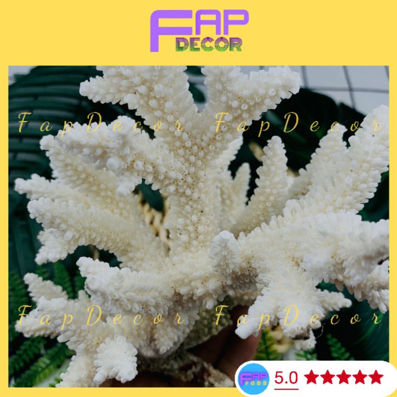 Bông San Hô Biển Thiên Nhiên, Bông Rạn Dạng Nhánh To Trang Trí Hồ Cá Decor Phòng - FapFood