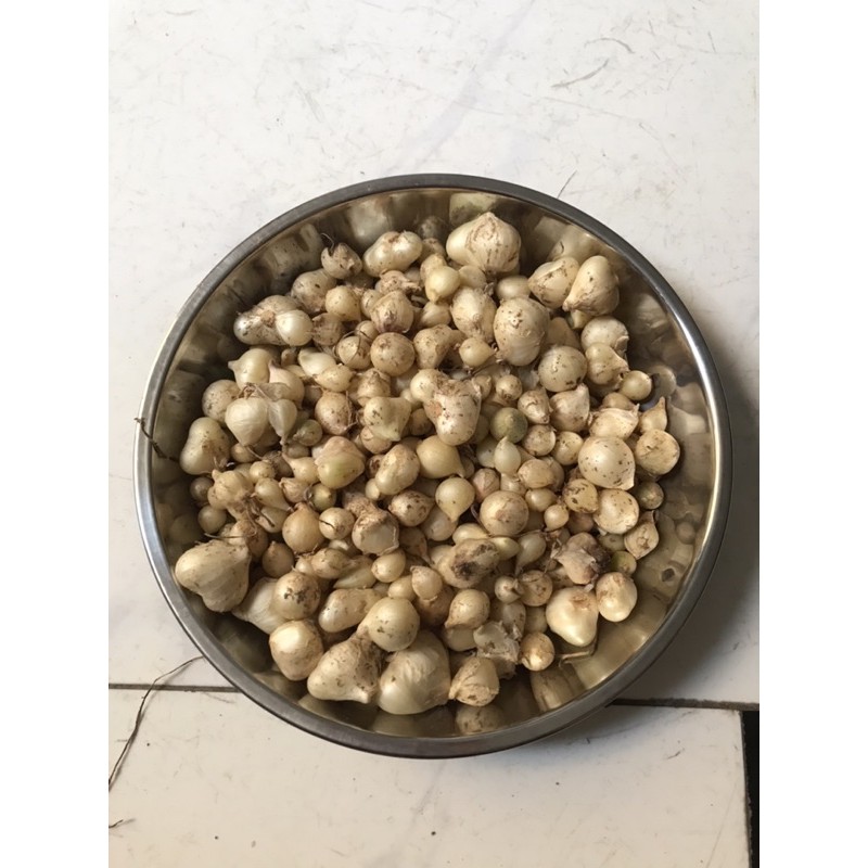 1kg Hành tăm 🧅 (củ nén) Nghệ An, của nhà trồng được bán rẻ cho mọi nhà dùng ạ <3 | BigBuy360 - bigbuy360.vn