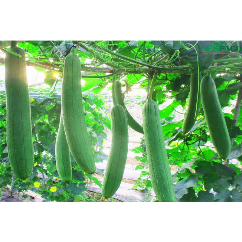 Hạt giống mướp hương xanh lai F1 1g