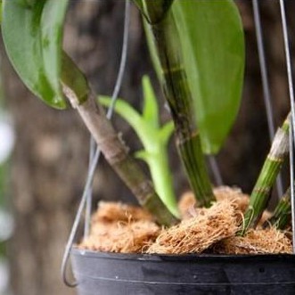 Xơ Dừa Trồng Lan Hapi Green Tiện Lợi, Dễ Sử Dụng
