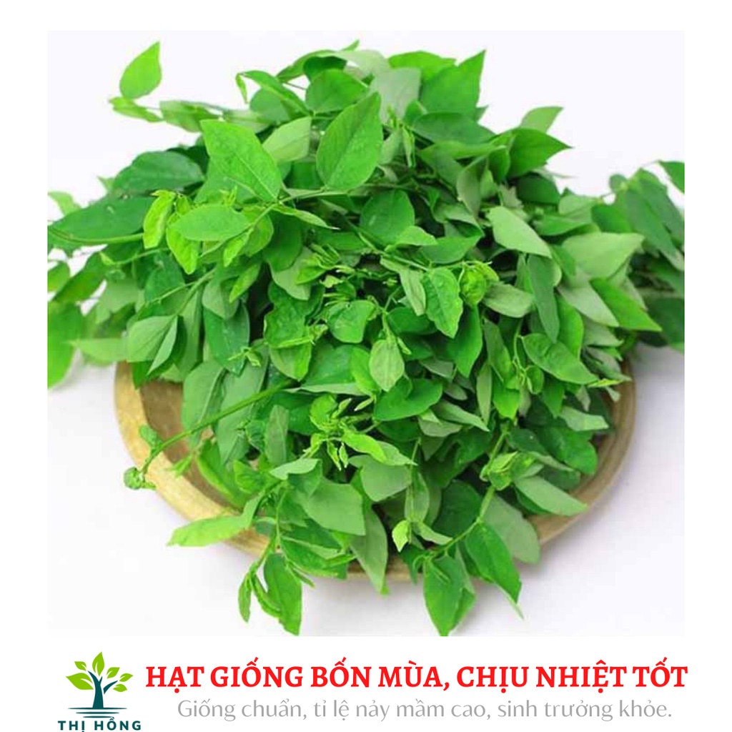 Hạt giống rau ngót 1g (lá nhỏ, hương vị thơm ngon)