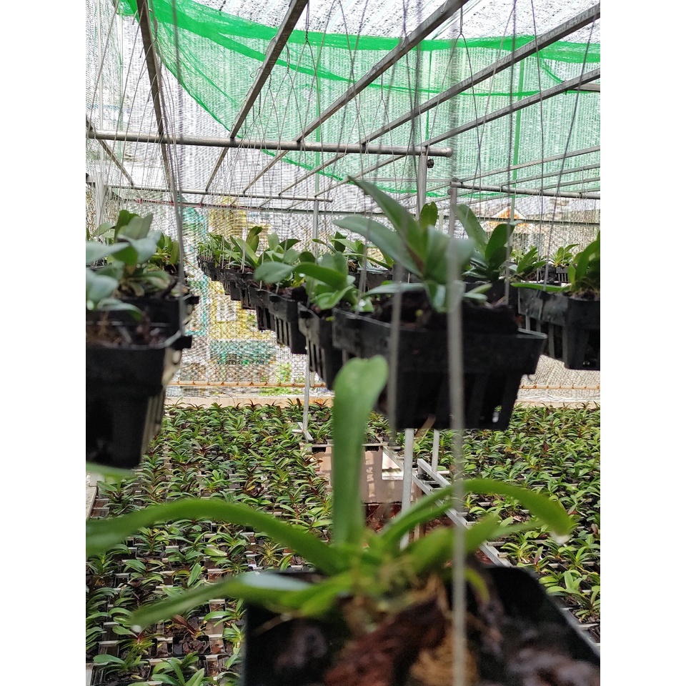 Lan Ngọc Điểm, Lan Đai Châu GIỐNG THÁI Gần Ra Bông