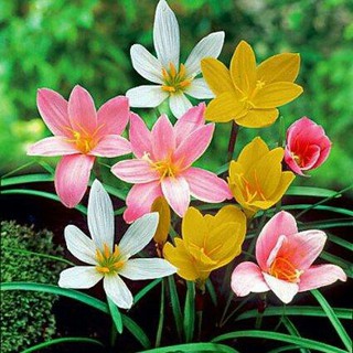 Củ hoa huệ mưa nội - ngoại - Củ hoa tóc tiên