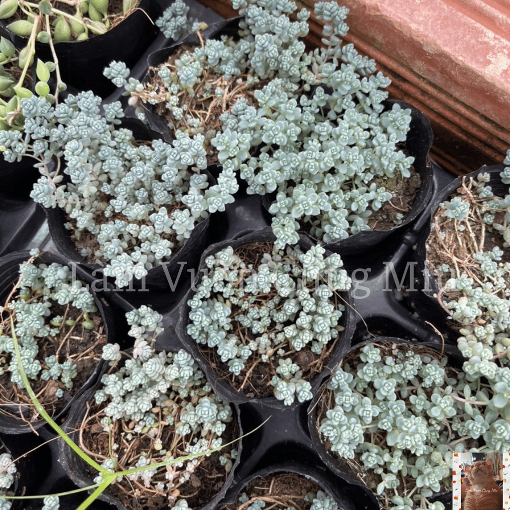 Sen Đá Sedum Hoa Hồng Xanh  Size Bầu