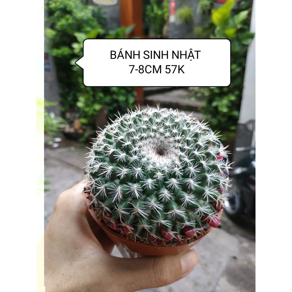 Xương rồng BÁNH SINH NHẬT