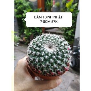 Xương rồng BÁNH SINH NHẬT