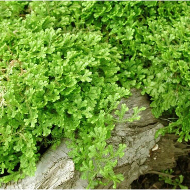 Cây Selaginella kraussiana Aurea (Rêu Hoàng Kim) chậu nhựa 8cm