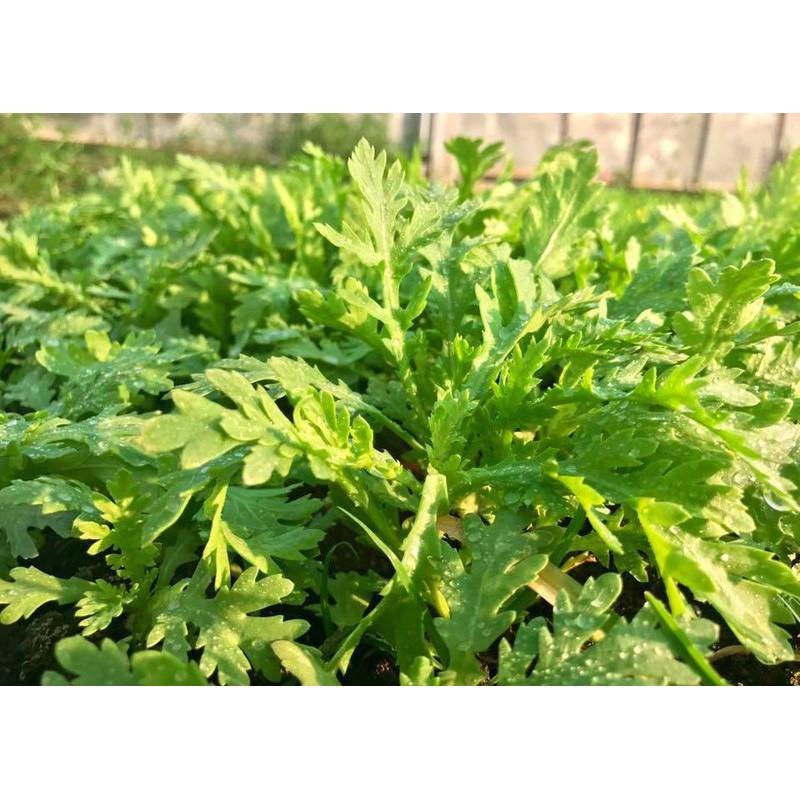 Gói 20g hạt giống tần ô Garland - tan o Garland