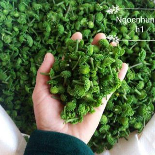 Nụ hoa tam thất khô ( nụ bao tử) chuẩn hàng rừng Tây Bắc (500g)