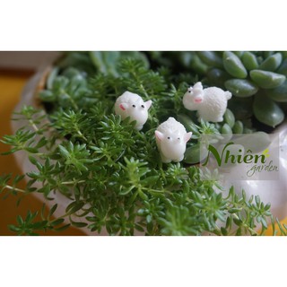 [HÌNH THẬT] CỪU MẪU 3 - Phụ kiện trang trí tiểu cảnh, sen đá