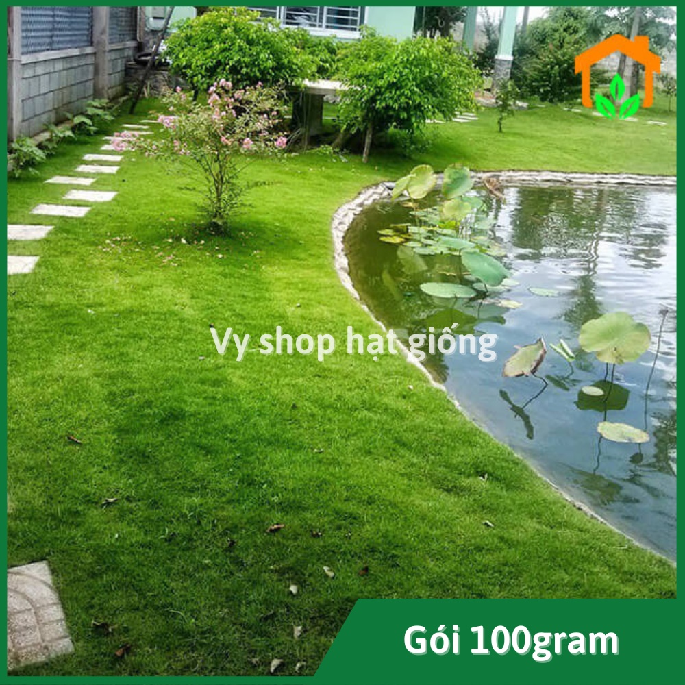 100gr hạt giống cỏ nhung trồng thảm sân vườn, công viên, bãi đỗ xe