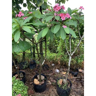 Cây 🌲 Sứ đại hồng ...ấn độ